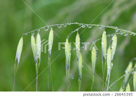 Water drops after rain Water drops after rain 26645395