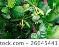 Fish Poison Tree showing Green Fruit  26645441