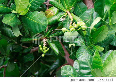Fish Poison Tree showing Green Fruit Fish Poison Tree showing Green Fruit 26645441