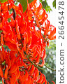 Flower of Newguinea Creeper, Red Jade Vine.  26645478