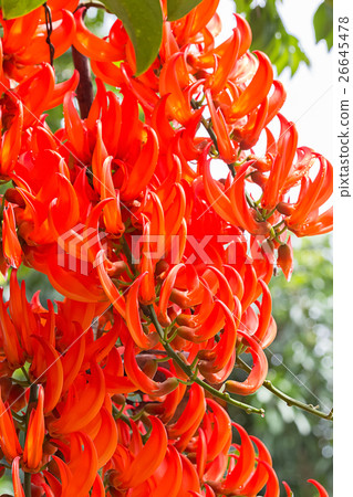 Flower of Newguinea Creeper, Red Jade Vine.  26645478