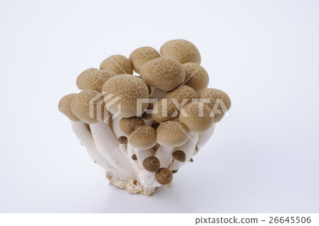 Bunashimeji bambooji 26645506