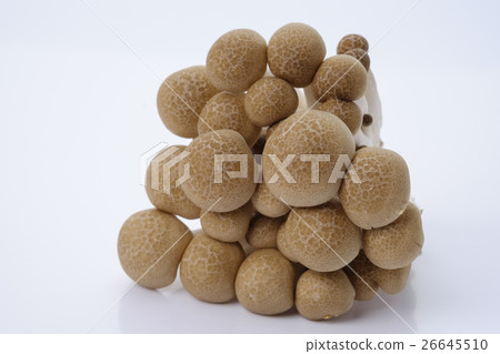 Bunashimeji bambooji 26645510