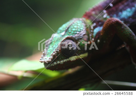 Panther Chameleon Panther Chameleon 26645588