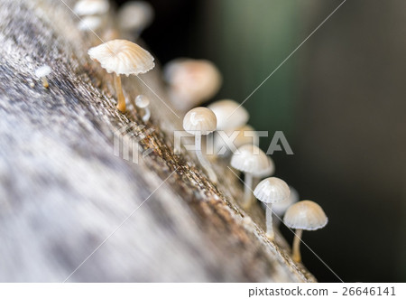 Fungus,fungi,mushroom small much growing 26646141
