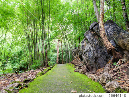 Hiking trail in Tropical rain forest Hiking trail in Tropical rain forest 26646148