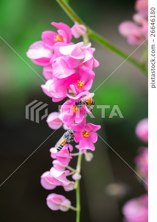 Bees pollinate pink flower 26646180