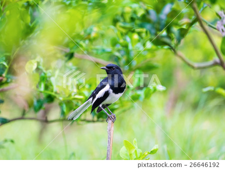 Oriental magpie robin, Copsychus saularis 26646192