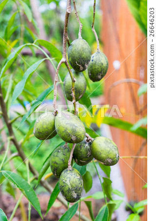 Jews plum, Otatheite apple, Golden apple Jews plum, Otatheite apple, Golden apple 26646203