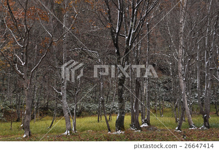 Seseragi高速公路在秋天 26647414