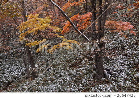 Seseragiti highway in autumn 10 26647423