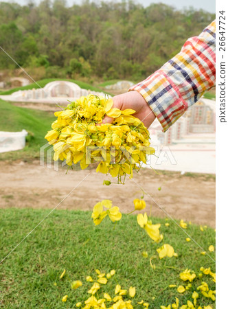 Hand caucasian men scattering flower marigold down Hand caucasian men scattering flower marigold down 26647724