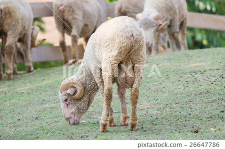 Sheep roll horn graze 26647786