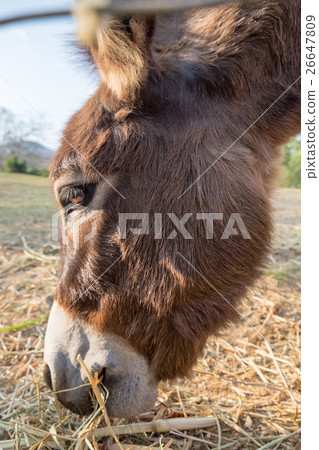 Donkey dwarf brown eating grass 26647809
