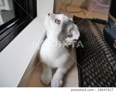 Cat looking up Cat looking up 26647827