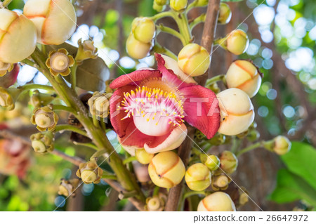 Close up Cannonball tree flowers,Couroupita 26647972