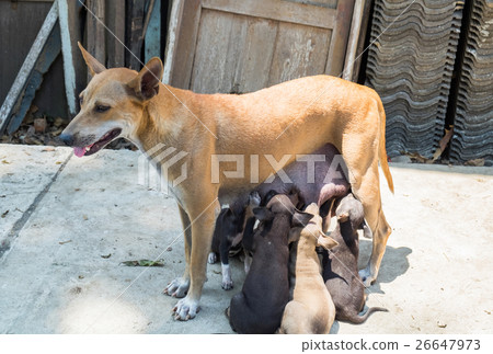 Puppies dog suck up milk mother brown 26647973