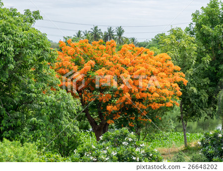 Flam-boyant, The Flame Tree, Royal Poinciana 26648202