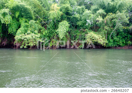 Green jungle with flowing river 26648207