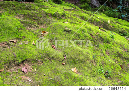 Bright green moss on stone in forest 26648234
