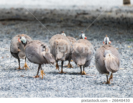 Group turkey gobbler Group turkey gobbler 26648430