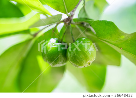 Sweet cherry two green unripe 26648432