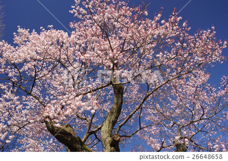 A lot of cherry blossoms 26648658