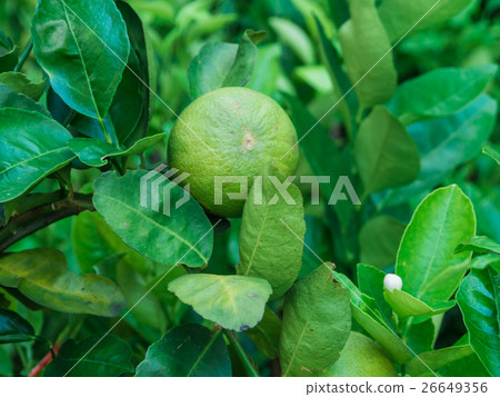 Fresh limes fruit hanging on a tree 26649356