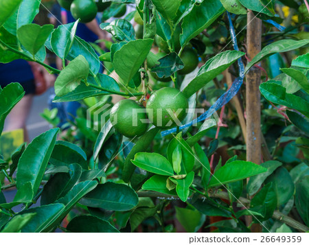 Fresh green lemon close up 26649359