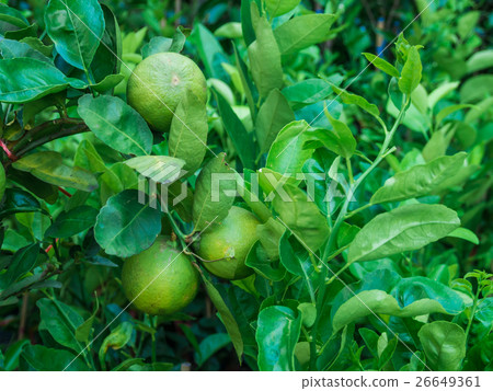 Fresh limes fruit hanging on a tree Fresh limes fruit hanging on a tree 26649361