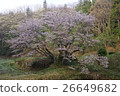 Cherry Blossoms 26649682