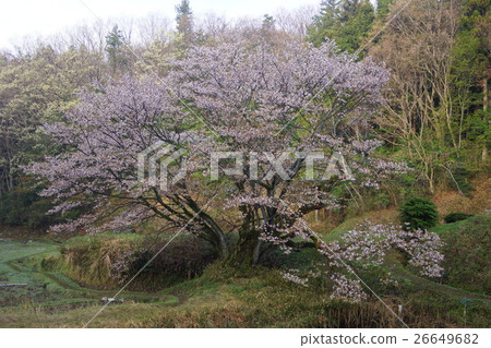 櫻花 櫻花 26649682