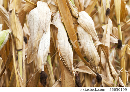 ripe corn, autumn ripe corn, autumn 26650199