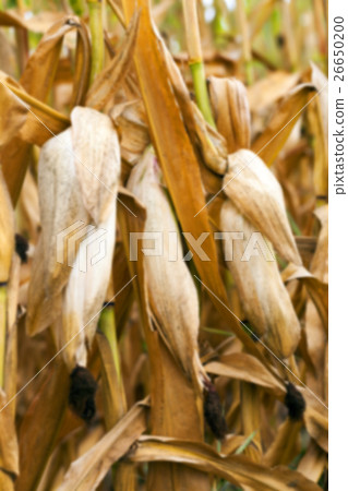 mature corn crop 26650200