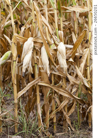 mature corn crop mature corn crop 26650201