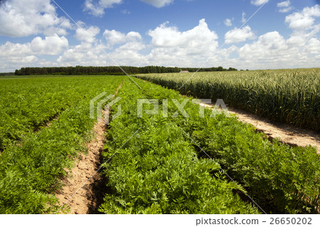 grow up carrots 26650202
