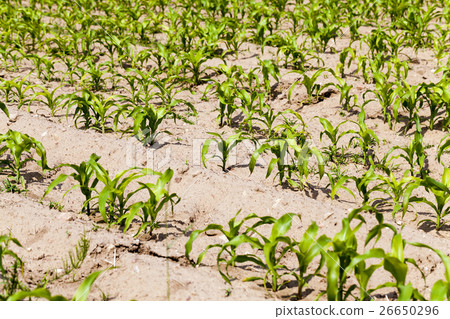 corn plants, field corn plants, field 26650296