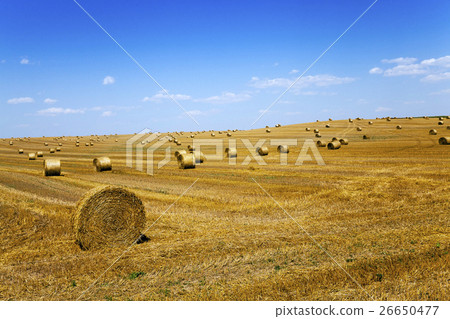 haystacks straw, field 26650477