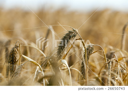 ripe yellow cereals 26650743