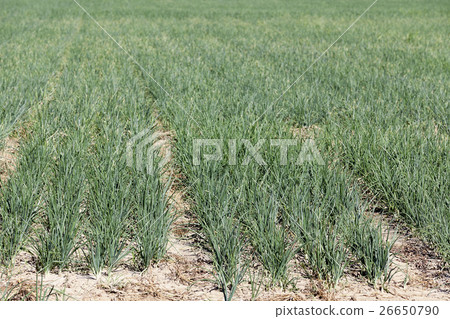 field with green onions 26650790