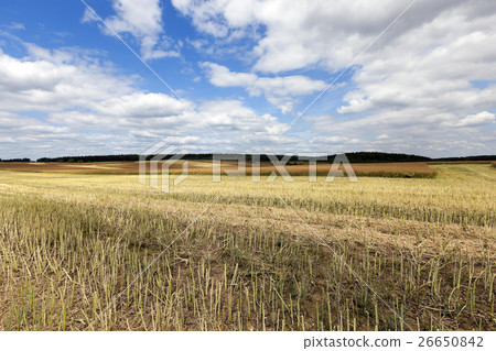 collection rapeseed crop 26650842