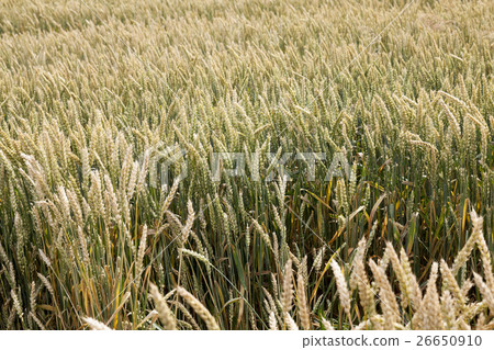 green cereals, close-up green cereals, close-up 26650910