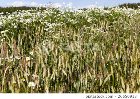 flowers in the field flowers in the field 26650918