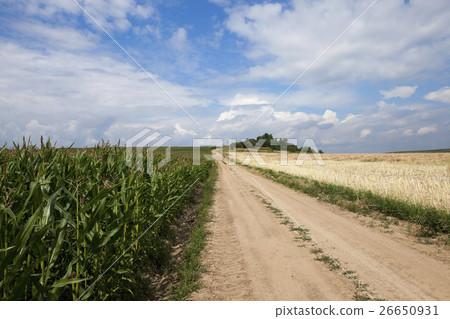 Green corn field Green corn field 26650931