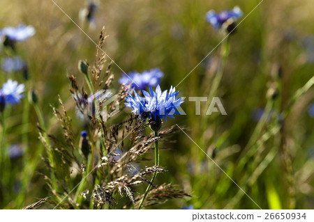 cornflowers on the field cornflowers on the field 26650934