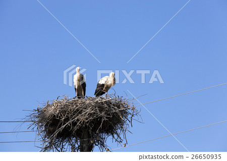 storks in the nest storks in the nest 26650935