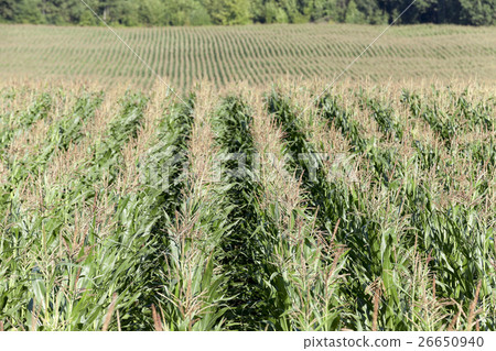 Corn field, summer Corn field, summer 26650940
