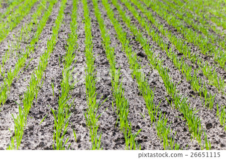 agriculture grass grows agriculture grass grows 26651115