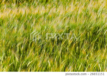 immature cereals, wheat 26651151