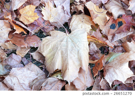 The fallen to the ground The fallen to the ground 26651270